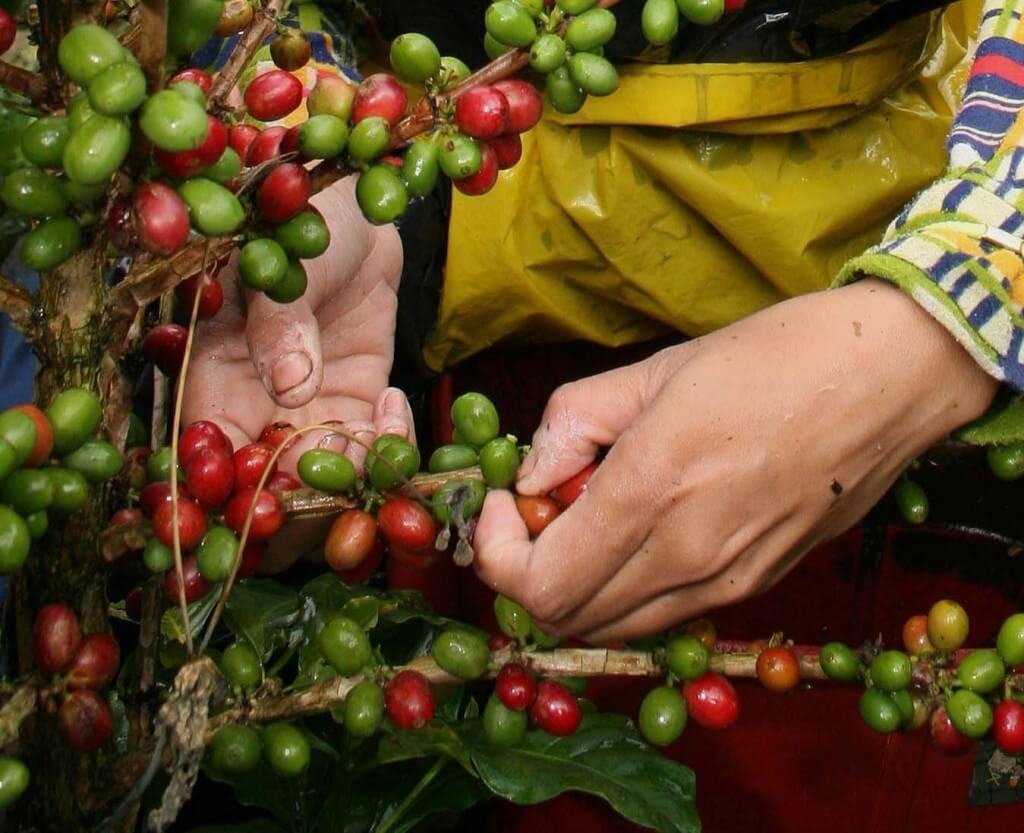 cafe_guatemala_joya_life_1