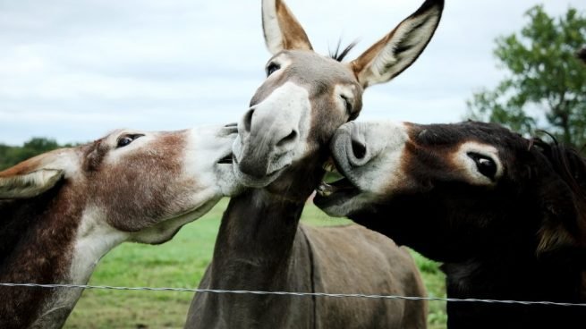 diferencias-entre-burro-y-asno-1-655×368