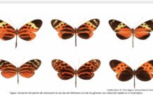 Científicos redibujan el árbol evolutivo de mariposas de alas tigre y descubren seis nuevas especies