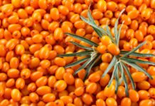 La baya ‘milagrosa’ capaz de proteger varios sistemas y prevenir el cáncer